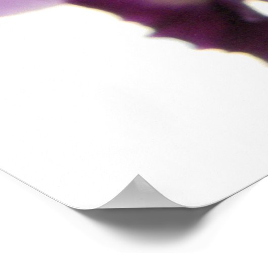 Elegant Paars Cattleya Orchids Poster (Hoek)