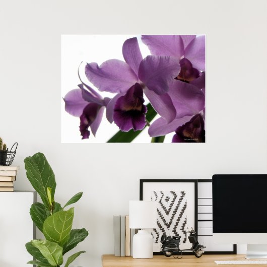 Elegant Paars Cattleya Orchids Poster (Thuiskantoor)