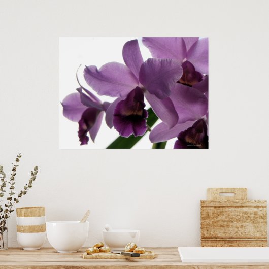 Elegant Paars Cattleya Orchids Poster (Keuken)