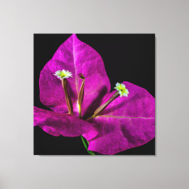 Elegant Paarse Bougainvillea Canvas Afdruk