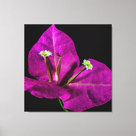 Elegant Paarse Bougainvillea Canvas Afdruk (Voorkant)