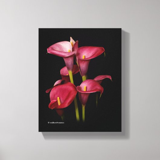 Elegant Paarse Calla Lilies Canvas Afdruk (Voorkant)