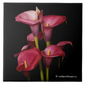 Elegant Paarse Calla Lilies Tegeltje (Voorkant)
