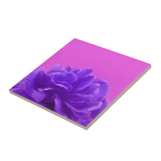 Elegant Paarse frambozen Tegeltje (Zijkant)