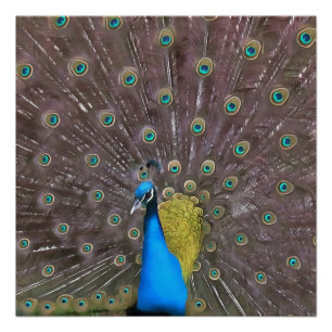 Elegant pacock in blauw met gepantserde staart perfect poster