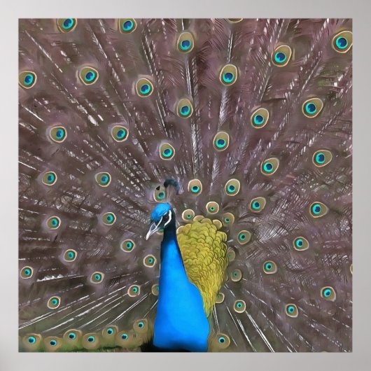 Elegant pacock in blauw met gepantserde staart poster (Voorkant)
