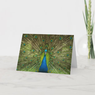 Elegant Peacock Blue Green Feathers Foto Kaart