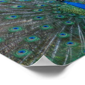 Elegant Peacock Poster (Hoek)