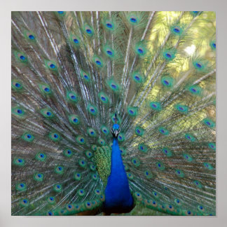 Elegant Peacock Poster