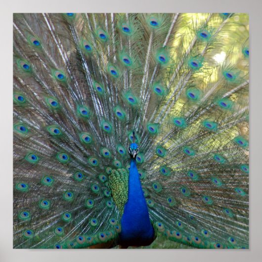 Elegant Peacock Poster (Voorkant)