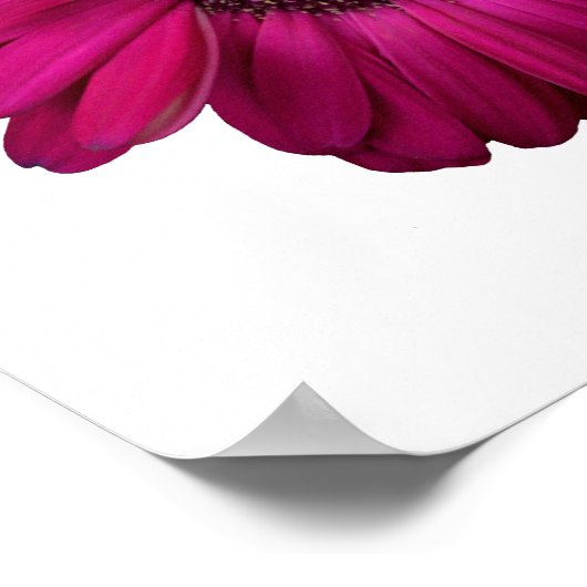 Elegant Pink Gerbera Daisy Poster (Hoek)