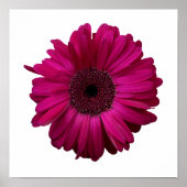 Elegant Pink Gerbera Daisy Poster (Voorkant)