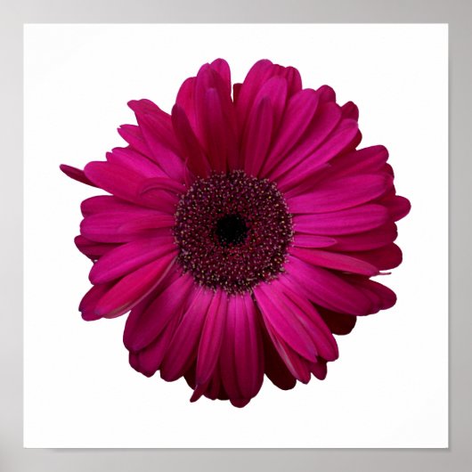 Elegant Pink Gerbera Daisy Poster (Voorkant)
