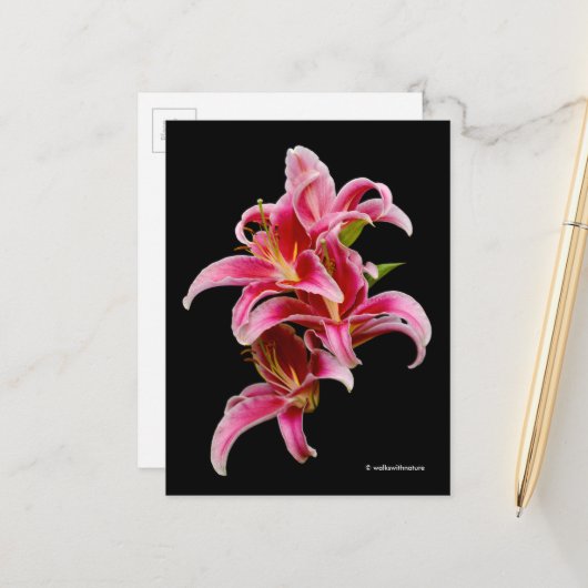 Elegant Pink Oriental Lilies Briefkaart (Voorkant / Achterkant in situ)