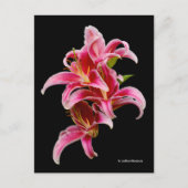 Elegant Pink Oriental Lilies Briefkaart (Voorkant)