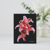 Elegant Pink Oriental Lilies Briefkaart (Staand voorkant)