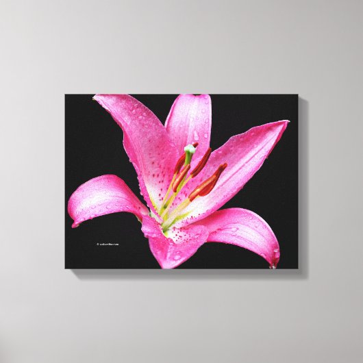 Elegant Pink Oriental Lily Lilium Stargazer Flower Canvas Afdruk (Voorkant)
