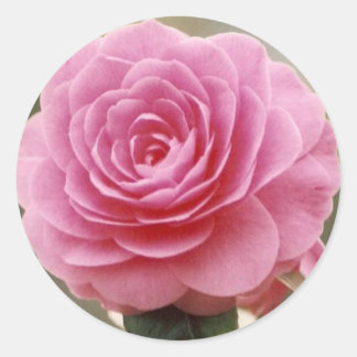 ELEGANT PINK ROSE RONDE STICKER