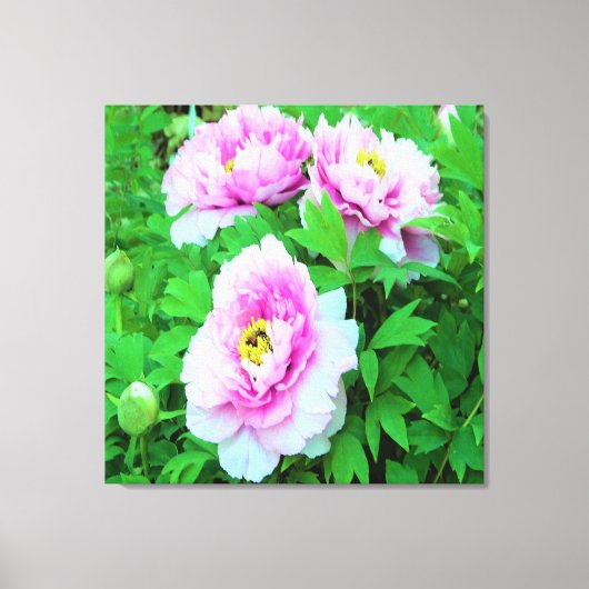 Elegant Pink Tree Peony Flowers met Yellow Center Canvas Afdruk (Voorkant)