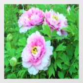 Elegant Pink Tree Peony Flowers met Yellow Center Raamsticker (Vel)