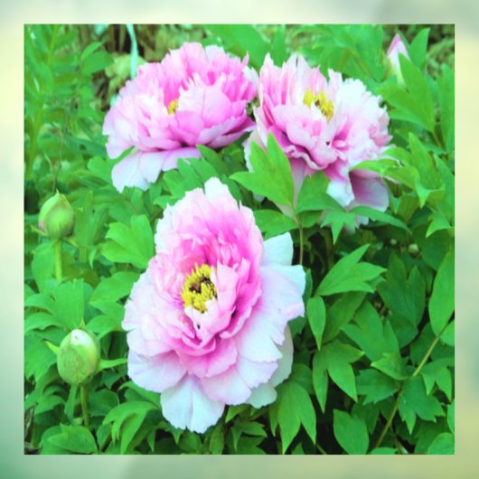 Elegant Pink Tree Peony Flowers met Yellow Center Raamsticker (Vel 3)