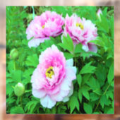 Elegant Pink Tree Peony Flowers met Yellow Center Raamsticker (Vel 2)