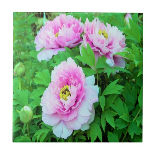 Elegant Pink Tree Peony Flowers met Yellow Center Tegeltje (Voorkant)