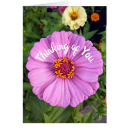 Elegant Pink Zinnia Flower Thinking of You Kaart