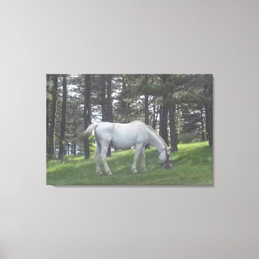 Elegant Prachtig Wit Paard Originele Kunst Canvas Afdruk (Voorkant)