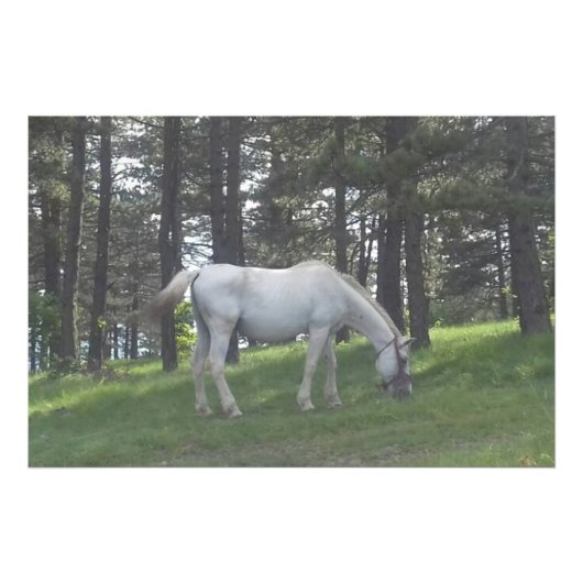 Elegant Prachtig Wit Paard Originele Kunst Foto Afdruk (Voorkant)