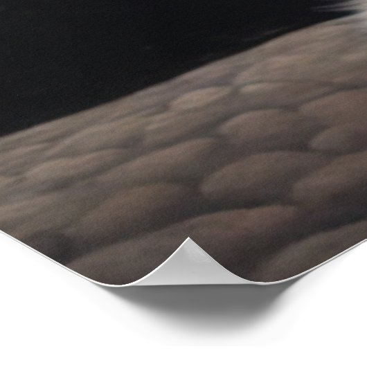 Elegant Ragdoll kat schilderij Poster (Hoek)