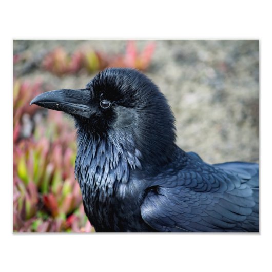 Elegant Raven fotoprint Foto Afdruk (Voorkant)