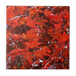 Elegant Red Japanner Leaves Tegeltje