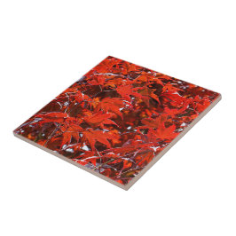 Elegant Red Japanner Leaves Tegeltje