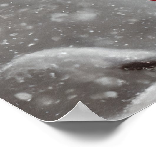 Elegant Red Kardinaal Birds Art Poster (Hoek)