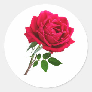 Elegant Red Rose Flower Ronde Sticker
