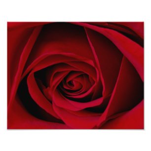 Elegant Red Rose Photo Print Foto Afdruk