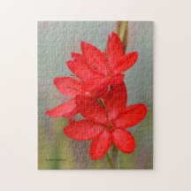 Elegant River Lily/Crimson Flag Red Flowers