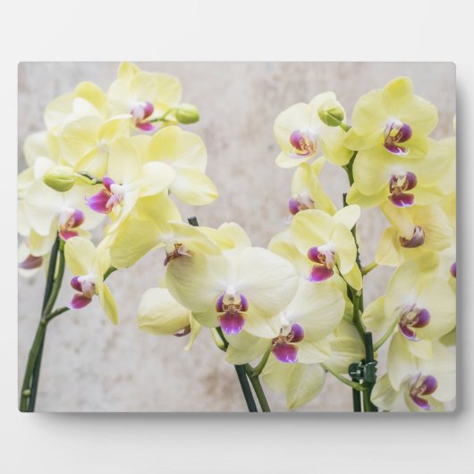Elegant Romantic Cream & Lila Orchids Fotoplaat (Voorkant)