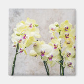 Elegant Romantic Cream & Lila Orchids Magneet (Voorkant)
