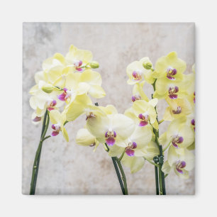 Elegant Romantic Cream & Lila Orchids Magneet