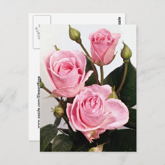 Elegant Roos 2 Briefkaart (Voorkant / Achterkant)