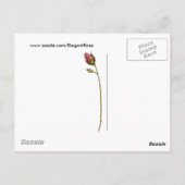 Elegant Roos 2 Briefkaart (Achterkant)