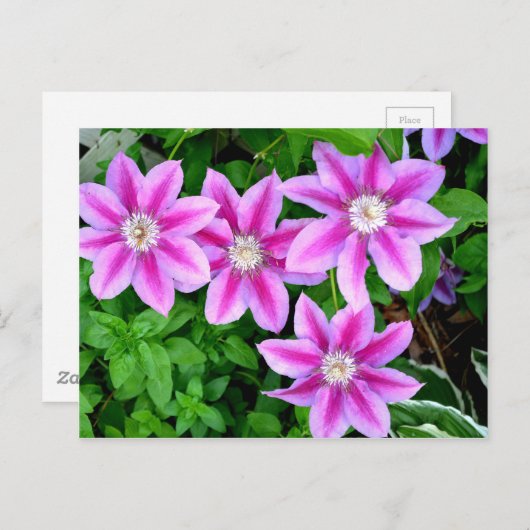 Elegant roze bloemen boho groen briefkaart (Voorkant / Achterkant)