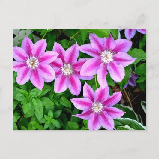Elegant roze bloemen boho groen briefkaart (Voorkant)