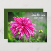 Elegant Roze Dahlia Bloem Bewaar de Datum Feestdagenkaart (Voorkant / Achterkant)