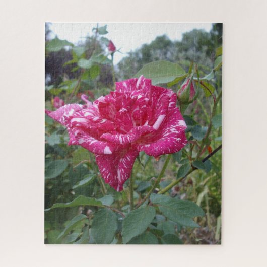 Elegant roze en gestreept Roos, puzzel (Verticaal)