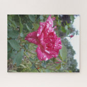 Elegant roze en gestreept Roos, puzzel (Horizontaal)