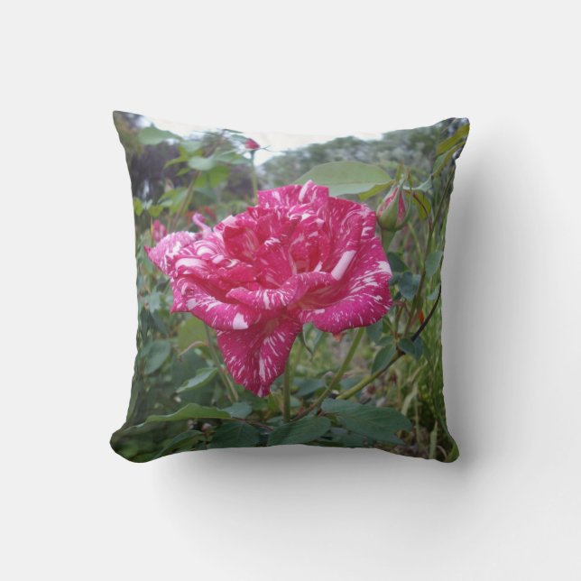 Elegant roze en wit gestreept Roos, kussen (Voorkant)