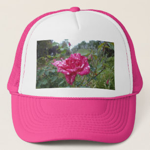 Elegant roze en witte gestreept Roos, Pet van truc
